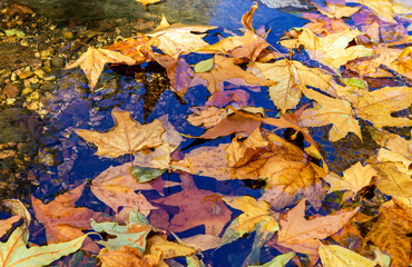 Fall Leaves Gather On The Edge Of A Creek in Arizona