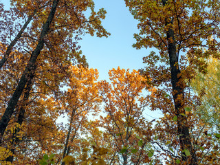 Bright autumn foliage on trees and on the ground in a city park. The sky shines through the foliage. Weekend in nature.