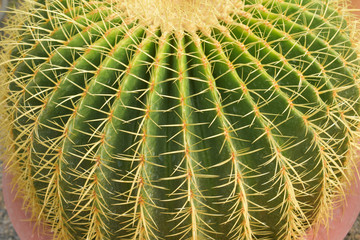Naklejka na ściany i meble cactus, cactus background, cactus from Thailand country