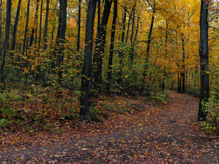 Autumn trees in a city park. Walking paths in the park.