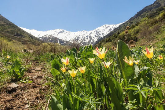 Spring mood with yellow tulips in the foothills of the Tien Shan, Kazakhstan