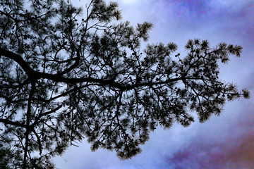 tree in the sky