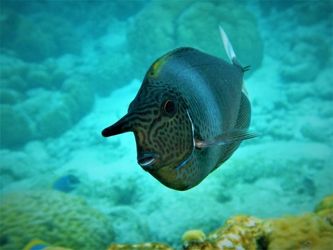 Nasenfisch Bilder Durchsuchen 1,054 Archivfotos, und