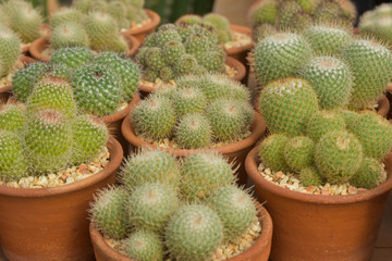 cactus, cactus background, cactus from Thailand country