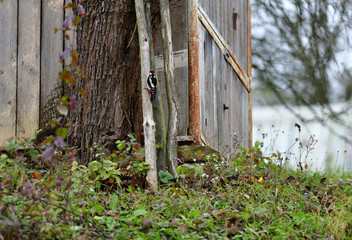 Red woodpecker knocking on the branch tree 