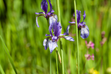 sommerblüte lil blau