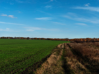Fototapeta na wymiar Dirt road between fields in the countryside on a clear autumn day. Tall dry bruised grass. Autumn rural landscape. Sky and clouds.
