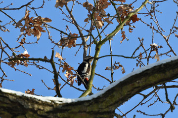 Red woodpecker knocking on the branch tree 