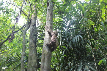 sloth climbing the ba tree