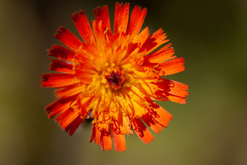 Blüte spätsommer orange
