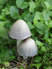 Coprinopsis atramentaria, known as the common ink cap, inky cap or tippler's bane, wild edible mushroom from Finland