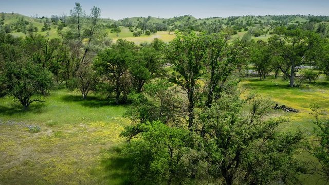Aerial flying over spring wild flowers and trees on grassland during super bloom. Paso Robles, California, USA