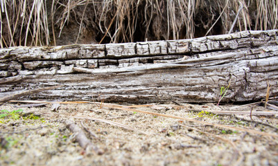 Driftwoods. Grey tree branches lying over the water, dry dead wood in a lake