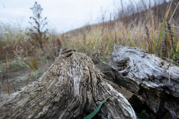 Driftwoods. Grey tree branches lying over the water, dry dead wood in a lake