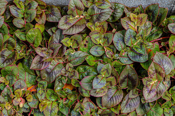 low tree plants with red veins  