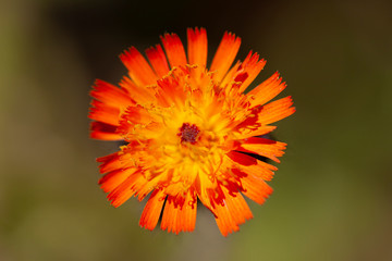 Blüte spätsommer orange