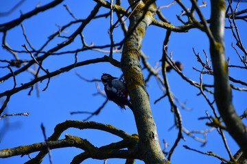 Red woodpecker knocking on the branch tree 
