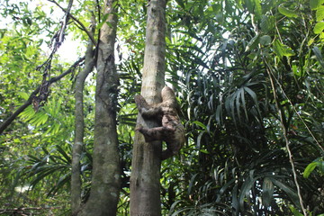 Fototapeta premium sloth climbing the ba tree