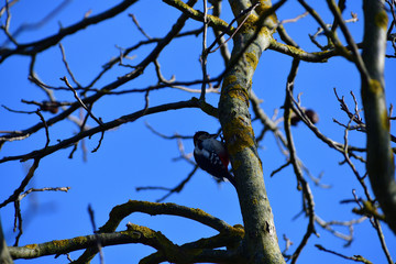 Red woodpecker eating insect from the branch 
