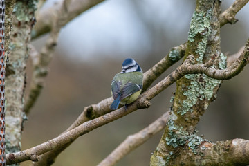 A Blue Tit with his head turned round to look behind