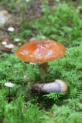 Cortinarius collinitus, known as the Blue-Girdled Webcap, wild fungus from Finland