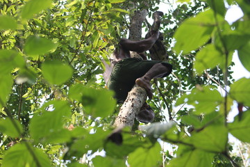 sloth climbing the ba tree