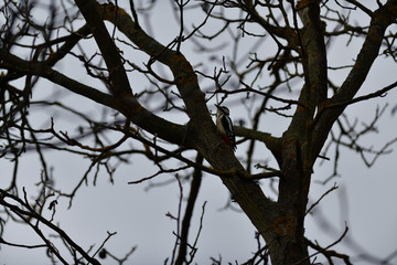 Red woodpecker eating insect from the branch 
