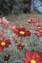 flowers in the garden