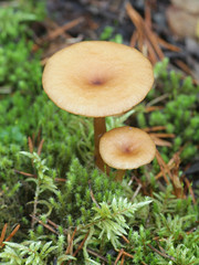 Infundibulicybe squamulosa, a funnel cap mushroom from Finland
