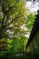 新緑の頃の二尊院の景色