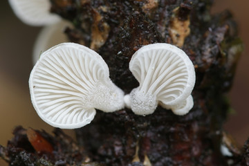 Panellus mitis, known as the Elastic oysterling, wild mushroom from Finland