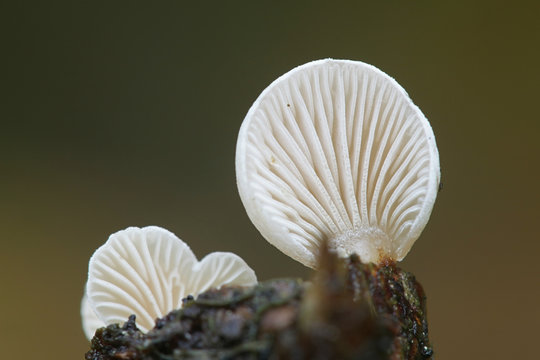 Panellus mitis, known as the Elastic oysterling, wild mushroom from Finland