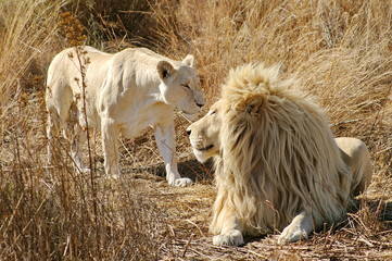 Weisses Löwen Paar 8935
