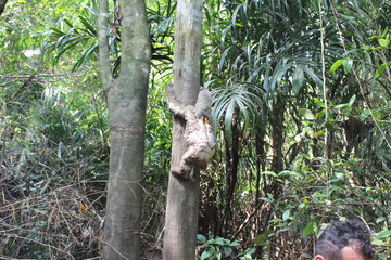 sloth climbing the ba tree
