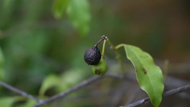 Ripe and Dried Sandalwood fruit Santalum Album video