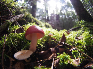 Red mushroom in Japanese highland forest