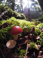 Red mushroom in Japanese highland forest