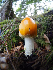 Orange mushroom in Japanese highland forest