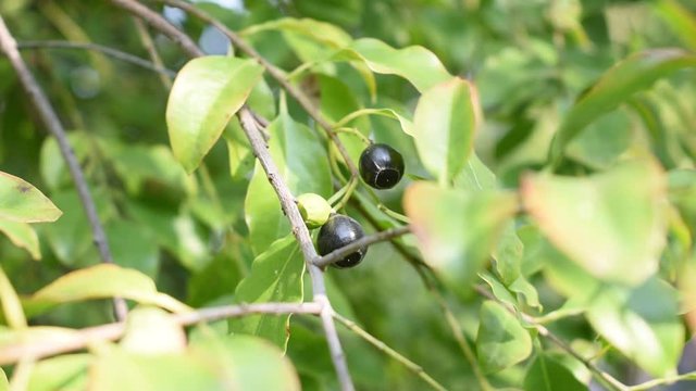Ripe and Dried Sandalwood fruit Santalum Album video