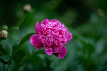 pink blooming blossoming peony. Garden plant