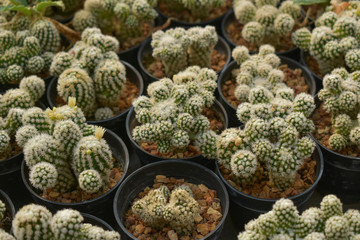 cactus, cactus background, cactus from Thailand country