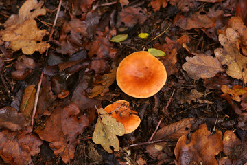 Die Draufsicht und Nahaufnahme des orangebraunen bis orangegelben Pilzhutes eines Falschen...
