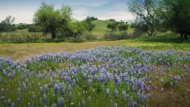 Aerial flying over spring wild flowers and trees on grassland during super bloom. Paso Robles, California, USA