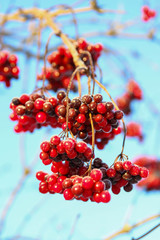 Viburnum berries covered with snow. selective focus