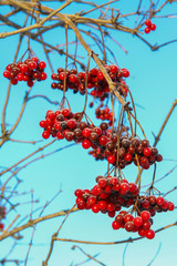 Viburnum berries covered with snow. selective focus
