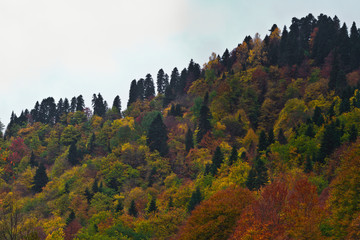 Endless autumn forest