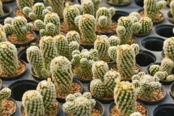 cactus, cactus background, cactus from Thailand country