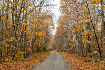 Autumn Dirt Road