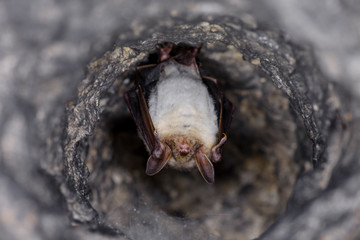 Close up strange animal Greater mouse-eared bat Myotis myotis hanging upside down in the hole of the cave and hibernating. Wildlife photography.