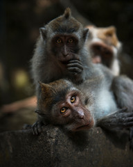 Monos en libertad comiendo y jugando